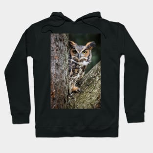 Great Horned Owl Peering Out Hoodie